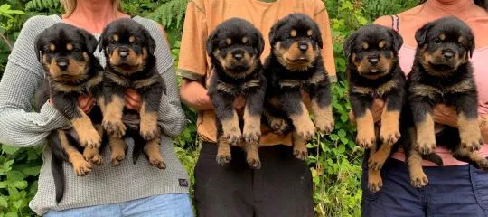 Szczeniaki rottweilera  Whatsapp +447506188115  Szczeniaki rottweilera, , leeds