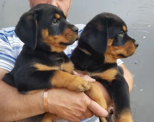 Szczeniaki rottweilera  Whatsapp +447506188115  Szczeniaki rottweilera, , leeds