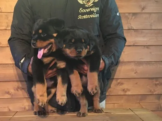 Szczeniaki rottweilera  Whatsapp +447506188115  Szczeniaki rottweilera, , leeds