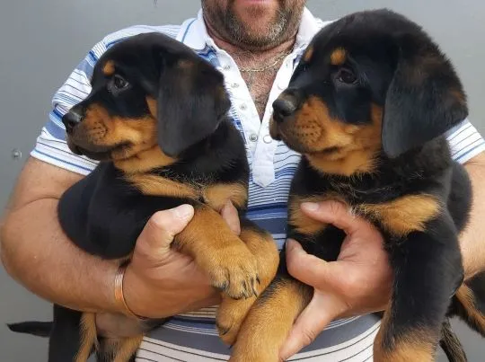 Szczeniaki rottweilera  Whatsapp +447506188115  Szczeniaki rottweilera, , leeds