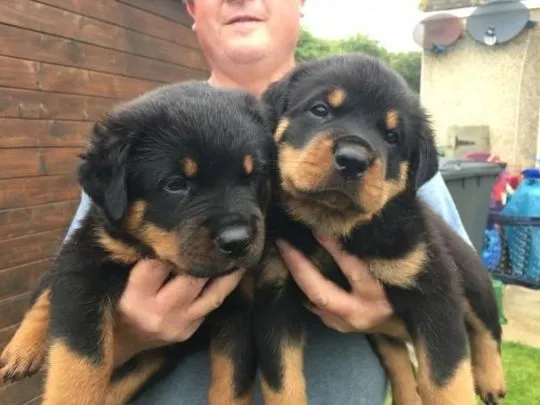 Szczeniaki rottweilera  Whatsapp +447506188115  Szczeniaki rottweilera