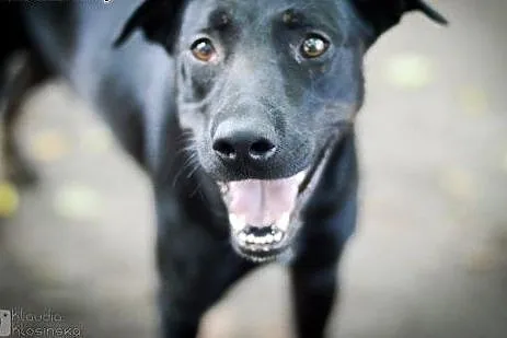 Młody, przyjazny i skory do zabaw Bambo ADOPCJA,  Kundelki cała Polska