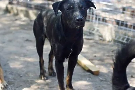 Młody, przyjazny i skory do zabaw Bambo ADOPCJA,  