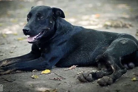 Młody, przyjazny i skory do zabaw Bambo ADOPCJA,  