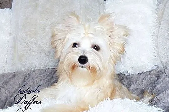 York Golddust Yorkshire Terrier