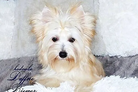 York Golddust Yorkshire Terrier, Śląskie, Tychy
