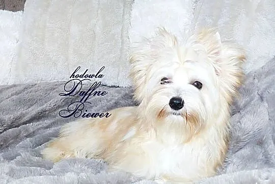 York Golddust Yorkshire Terrier, Śląskie, Tychy