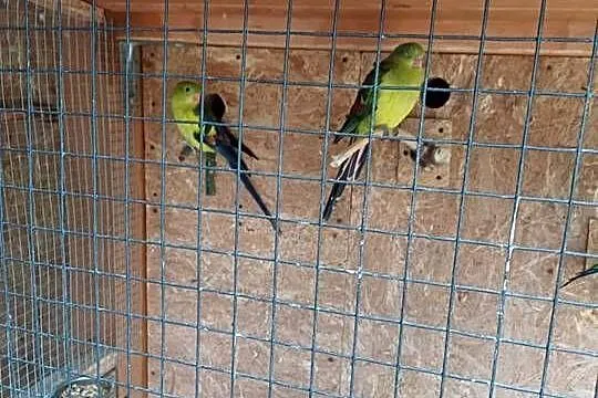 papugi górskie para
