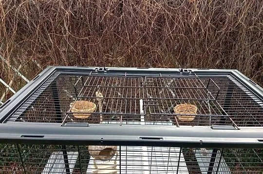 Duża klatka dla ptaków, papug, Śląskie, Blachownia
