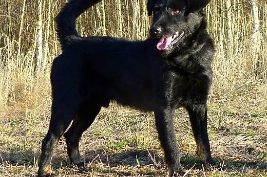 Zami ma już dość krat - pokochaj uroczego wąsatego psiaka!,  małopolskie Kraków