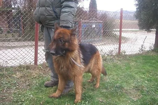 Owczarek Niemiecki Sprzedam
