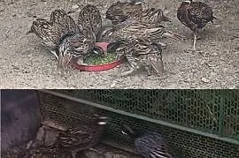 Sprzedam bażanty koklasy