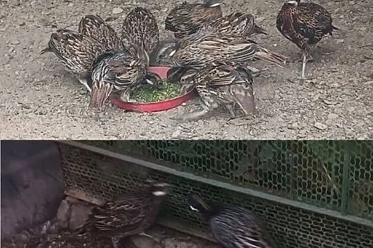 Sprzedam bażanty koklasy