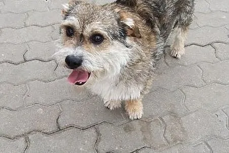 Mały Brajan do adopcji ;),  mazowieckie Warszawa