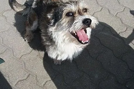 Mały Brajan do adopcji ;),  mazowieckie Warszawa
