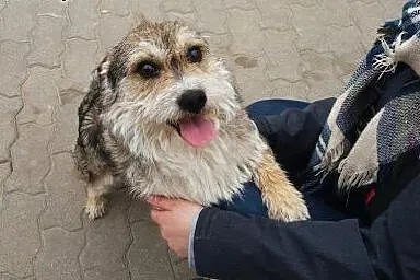 Mały Brajan do adopcji ;),  mazowieckie Warszawa