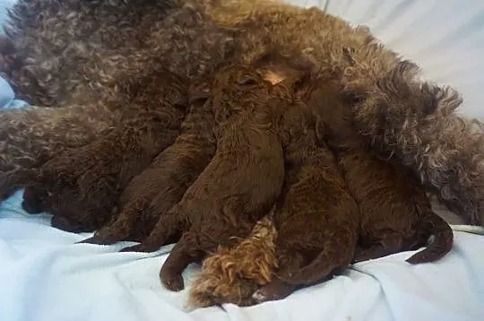 SZCZENIĘTA Lagotto Romagnolo FCI ZKwP