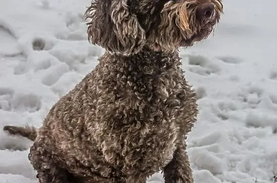 SZCZENIĘTA Lagotto Romagnolo FCI ZKwP, , Zachowice