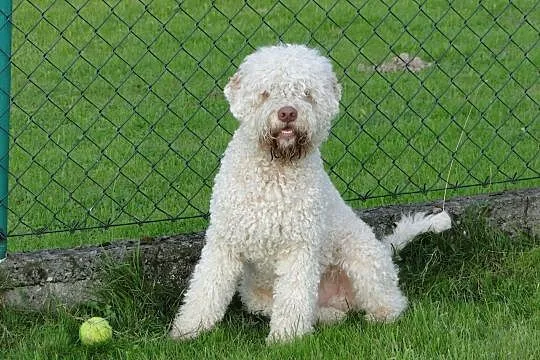 SZCZENIĘTA Lagotto Romagnolo FCI ZKwP, , Zachowice