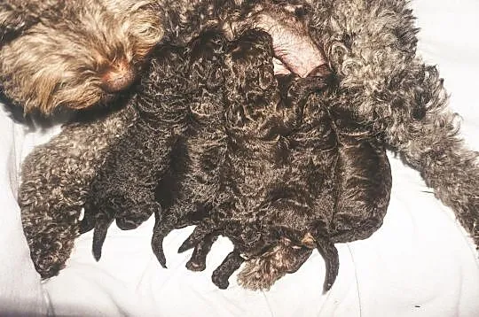 SZCZENIĘTA Lagotto Romagnolo FCI ZKwP, , Zachowice