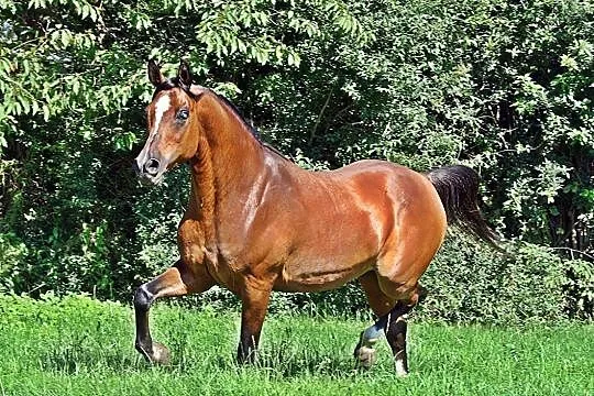 Walach arabski srebrna odznaka, , 