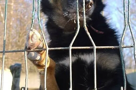 Iskierki w jego oczkach gasną z każdym dniem... Ur