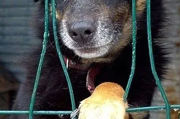 Iskierki w jego oczkach gasną z każdym dniem... Ur