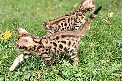 koty Bengalskie