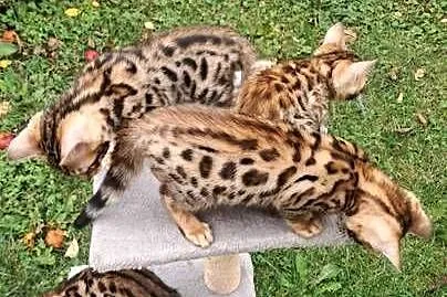 koty Bengalskie, Lubelskie, Chełm