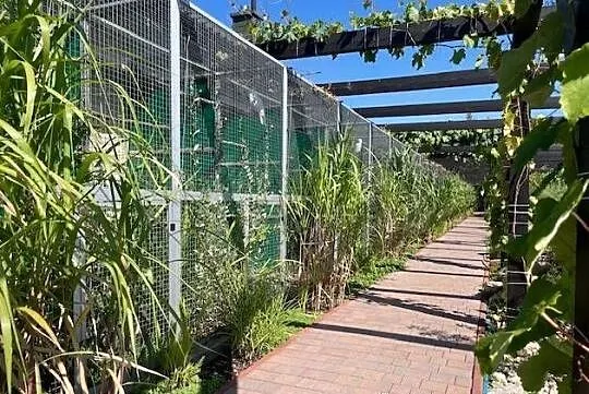 Ary Amazonki Kakadu Piony Park Papug Kraków, Małopolskie, Kraków