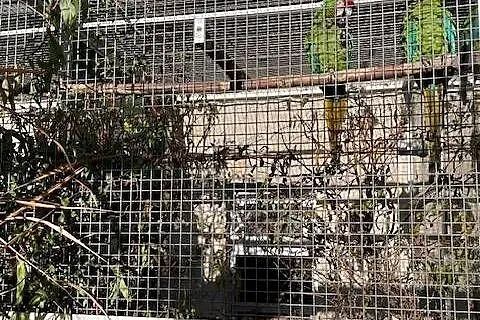 Ary Amazonki Kakadu Piony Park Papug Kraków, Małopolskie, Kraków