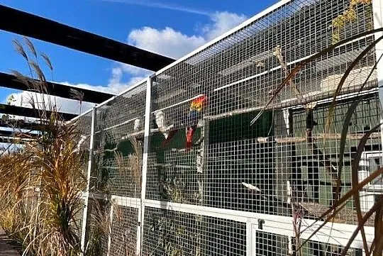Ary Amazonki Kakadu Piony Park Papug Kraków, Małopolskie, Kraków