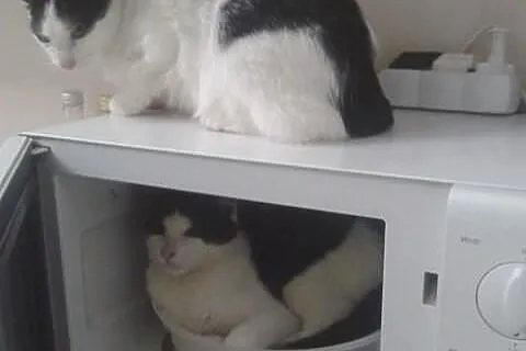 Pięknt black & white szuka domu - KOCHANY Wamp