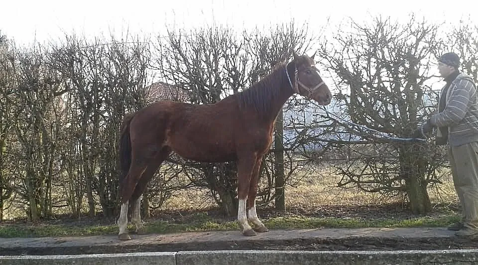 Kasztanowaty wałach -sprzedam
