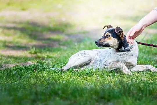 Roczna, bardzo sympatyczna sunia Mersi, delikatna 