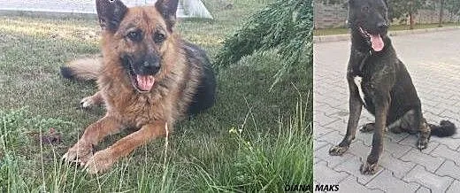 ODDAM w dobre ręce - Diana i Maks, łódzkie Zduńsk
