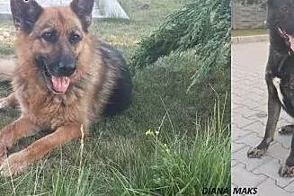 ODDAM w dobre ręce - Diana i Maks, łódzkie Zduńska Wola