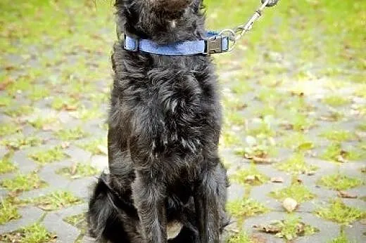 Pilnie potrzebna pomoc dla dwóch psiaków!,  śląski