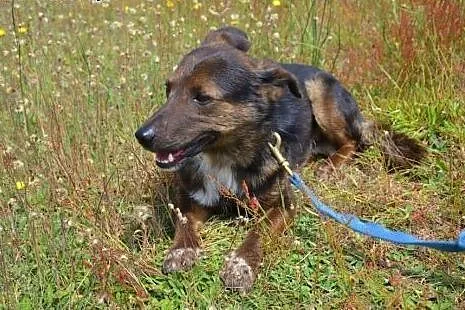 Daj szansę młodziutiemu Misiowi - wyrwij go z bezd