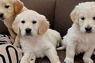 Szczeniaczki Golden Retriever