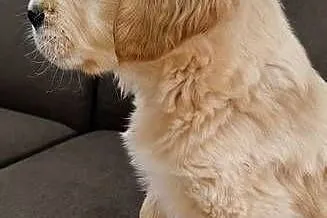 Szczeniaczki Golden Retriever, Małopolskie, Kuchary