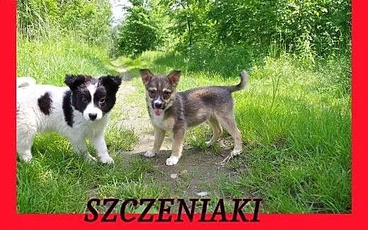 Szczeniaki ,docelowo nieduże ,szukają odpowiedzial