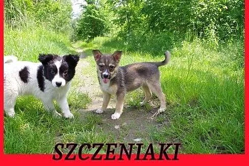 Szczeniaki ,docelowo nieduże ,szukają odpowiedzial