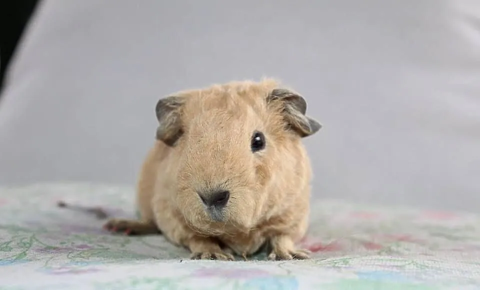 Świnka morska US Teddy samiec, Wielkopolskie, Puszczykowo