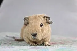 Świnka morska US Teddy samiec