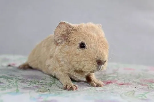 Świnka morska US Teddy samiec, Wielkopolskie, Puszczykowo
