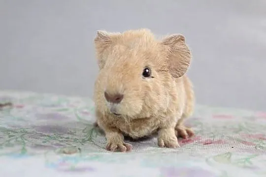 Świnka morska US Teddy samiec, Wielkopolskie, Puszczykowo