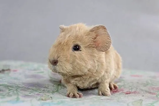 Świnka morska US Teddy samiec, Wielkopolskie, Puszczykowo