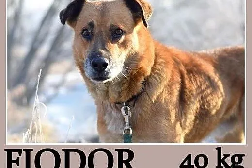   40 kg, spokojny,przyjazny,łagodny,towarzyski pies FIODOR.Adopcja,  małopolskie Kraków
