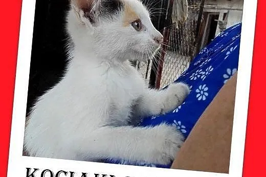 2mies.kociaki,biało-rude,tricolor,kocurki,kociczka